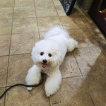 ビストロ　アンコニュ - アンはアンコニュが大好き〜♡