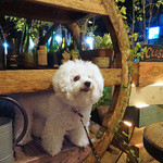 ビストロ　アンコニュ - アンコニュのテラス