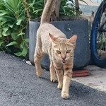 Alley No.5 - お店の前の路地にいる猫です。路地に入ると、お店まで案内してくれます。