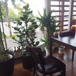 カフェ・アカリ - 窓側の観葉植物
