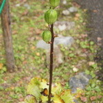 御湯宿 中屋 - 湯沢高原　高山植物