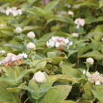 御湯宿 中屋 - 湯沢高原　高山植物