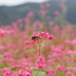 御湯宿 中屋 - 湯沢高原パノラマパーク