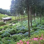 花の茶屋 - あじさいのお寺三室戸寺の中にあります