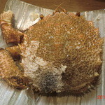 ・・・ - 毛ガニの甲羅