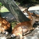 リストランテ・イ・ルンガ - 【2015年7月】ミシュラン連年掲載に納得のランチタイム。詳細はブログ「ミシュランごっこ。」をご覧下さい。