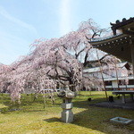 カフェ カリン - 醍醐寺の桜