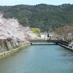 カフェ カリン - 岡崎・疎水の桜