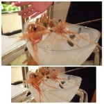 レストラン・モリエール - 「ぼたん海老」さま登場。まだご存命です。運命を知ってか知らずかお暴れになっていますね。