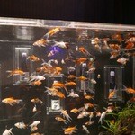 ラ・ボンヌターブル - 金魚と獺祭＠アートアクアリウム2015/9