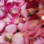 Nicolai Bergmann NOMU - 