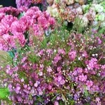 Nicolai Bergmann NOMU - 