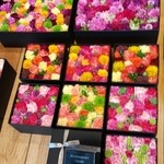 Nicolai Bergmann NOMU - 