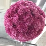 Nicolai Bergmann NOMU - 