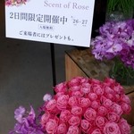 Nicolai Bergmann NOMU - 