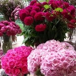 Nicolai Bergmann NOMU - 