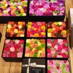 Nicolai Bergmann NOMU - 