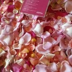 Nicolai Bergmann NOMU - 