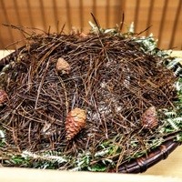 緒方 - 直径40センチはあろうほどの尺皿に松葉を敷き詰めて。
