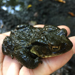 民宿　フィールドノート - 庭の守り神！