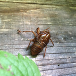 民宿　フィールドノート - 夏の終わりに！