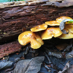 民宿　フィールドノート - 足元には！