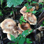 民宿　フィールドノート - キノコがワンサカ！