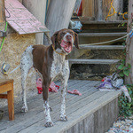 白水湖畔ロッジ - ワンワン☆