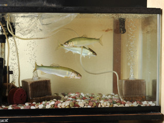 Totoya Kazu - 琵琶湖の魚も泳いでます