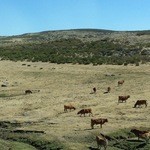 HOTEL 4 POSTES - トレドからアビラへ。アビラに近づくと放牧中の牛たちが。