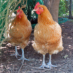 長生うどん - コーチン