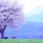 日向草 - 2013.4⇒