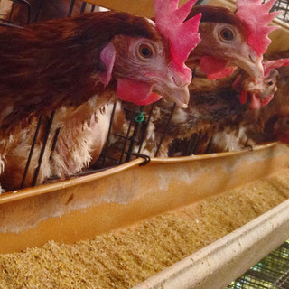 Strengths and charms of directly managed poultry farms