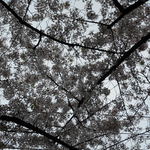 生粋 - 桜の季節に生まれました。*＾＾*