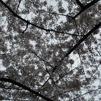 生粋 - 桜の季節に生まれました。*＾＾*