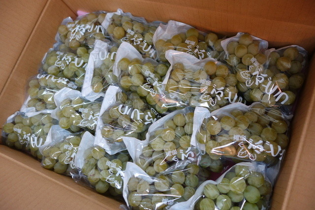 滝口観光果樹園 - 天童（その他）の写真