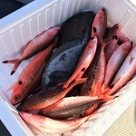 旬菜処 びいどろ - 旬菜処びいどろ(今回持ち込んだ魚10数尾)