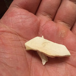 趙楊 - 2015年10月初旬。