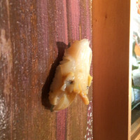 伊勢鮨 - 