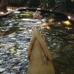 Outback Restaurant - クロコダイル実物