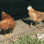 にこみやさい - デッキ下で平飼いされる鶏さん