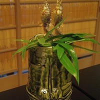 京懐石 吉泉 - 滋賀県産鮎塩焼き