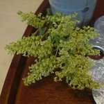 廚 菓子 くろぎ - 目で楽しむ為の季節の花が添えられ