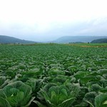 花いち - 【その他】一面のキャベツ風景も１１月までは見れるそう