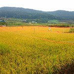 花いち - 【その他】目の前にある田んぼ