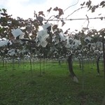 シャルマンワイン - 広がるぶどう畑