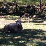 森のレストラン ラッキーガーデン - 羊とﾔｷﾞを飼っています。