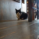 サビオカフェ - ２０１５年５月のトンちゃん♪