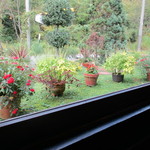 アクア パッツァ - アクアパッツア　店内から庭の鉢花を覗く