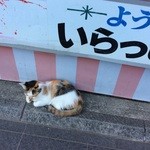 はりまや川下りせんべい - 子猫 飼主募集中